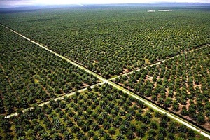 Faut-il se désoler du report du Règlement européen sur la déforestation?